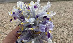 Nevşehir’de İlkbaharın Simgesi Nevruz Çiçekleri Açtı