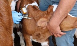 Nevşehir’de İlkbahar Şap Aşılama Kampanyası Sürüyor