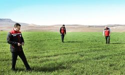 Nevşehir’de Tarla Faresine Karşı Kontroller Tamamlandı