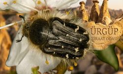 Ürgüp’te Meyve Ağaçlarının Düşmanı: Çiçek Böceğiyle Nasıl Mücadele Edilmeli?