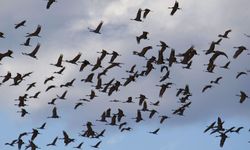 Nevşehir Semaları Turna Sürüsüyle Renklendi