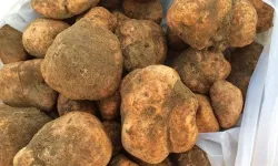 Nevşehir’in Gizli Hazinesi Keme Mantarı Sezon Başladı