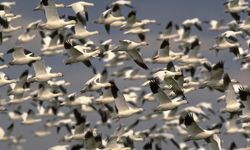 Nevşehir Semaları Kaz Sürüsüyle Renklendi