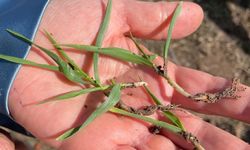 Nevşehir’de Hububat Alanlarında Fenoloji Takibi