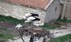 Nevşehir'de Akpınar'ın Maskotları “Garip” ve “Gurbet” Geri Döndü
