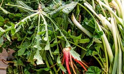 Nevşehir’de kadınların baharda 'ot' mesaisi başladı