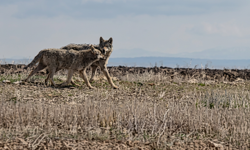 Nevşehir Kozaklı’da Tedirgin Eden Görüntü: Kurtlar Kamerada!