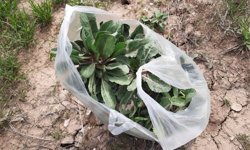 Nevşehir’de Doğanın Şifası: “Hardal” Otunun Faydaları