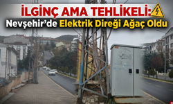 Nevşehir’de Görenler Hayret Ediyor: Direk Ağacı Yuttu