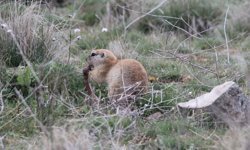 Nevşehir Bozkırlarının Sevimli Sakinleri: Gelengiler Tehlike Altında