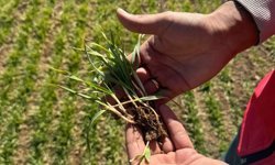 Nevşehir’de Üreticiyi Koruyan Çalışma: Fenolojik Gözlemler Devam Ediyor