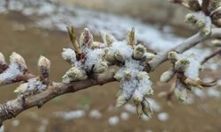 Bahar Donu Kapıda: Üreticiye Kritik Uyarı!