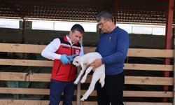 Nevşehir’de Koyun ve Keçilere Küpeleme ve Aşılama Çalışmaları