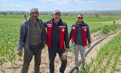 Nevşehir’de Sarımsak Tarlaları Yerinde İncelendi