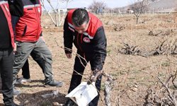 Nevşehir’de Bağlarda Feromon Tuzaklar Kontrol Edildi