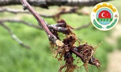 Ürgüp Ziraat Odası’ndan Monilya Hastalığına Karşı Uyarı