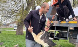 Nevşehir Üçkuyu Köyü’nde Ayağı Ağaca Takılan Leylek Kurtarıldı