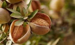 Türkiye’nin Bademi Nevşehir’de Üretilecek