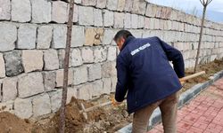 Göreme’de Esentepe Mevkii Yeniden Yeşilleniyor