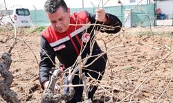 Nevşehir'de Üzüm Bağları Yeni Sezona Hazırlanıyor