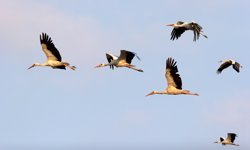 Leylek Sürüsü Ürgüp Semalarında Görüntülendi