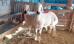 Nevşehir’de kurbanlık fiyatları belli oldu: İşte 2026 listesi