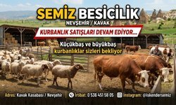 Nevşehir Semiz Besicilik’te Kurbanlık Satışları Devam Ediyor