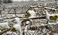 Nevşehir’de Sıcaklıklar Düşüyor, Don Riski Kapıda