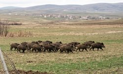 Nevşehir’de Yaban Domuzları Alarm Veriyor | VİDEO İZLE