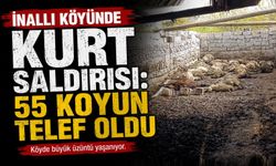 Nevşehir’de Kurt Saldırısı: 55 Koyun Telef Oldu