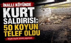Nevşehir’de Kurt Saldırısı: 50 Koyun Telef Oldu