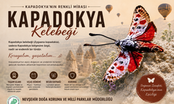 Sadece Nevşehir’de Yaşıyor: 'Kapadokya Kelebeği'