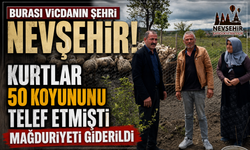 Nevşehir'de Kurtların Telef Ettiği Koyunların Yerine Yenileri Teslim Edildi