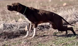 Avcılar ve Av Köpekleri Kapadokya’da Buluşuyor