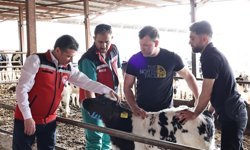 Nevşehir’de Şap Aşılama Çalışmalarında Sona Yaklaşıldı