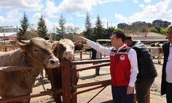 Kurban Bayramı Öncesi Nevşehir Hayvan Pazarında Sıkı Denetim