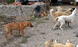 Nevşehir’de sahipsiz köpekler toplanıyor