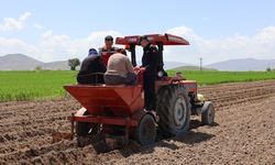 Yerli ve Milli Patates Çeşitleri Nevşehir’de Toprakla Buluştu