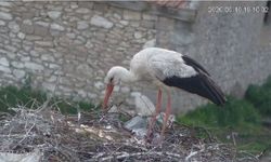 Nevşehir’de “Gurbet” ve “Garip”in Yavruları Dünyaya Geldi