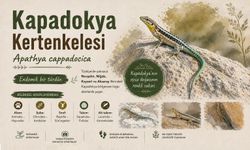 Sadece Nevşehir'de Yaşıyor: Kapadokya Kertenkelesi