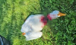 Kızılırmak’ın Avanos’ta Simgesi Kazlara Saldırı Tepki Çekti