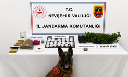 Nevşehir’de Jandarmadan Yasa Dışı Kenevir Ekimi Operasyonu