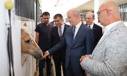 Nevşehir NEVÜ’den Türkiye’de Bir İlk: “Uyarlanmış Binicilik Eğitmenliği Programı” Açılıyor