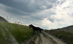 Sarıhıdır'da Başıboş Gezen 3 At Tarım Arazilerine Zarar Veriyor! Sahipleri Aranıyor