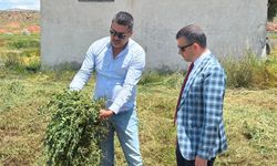 Avanos’ta Yonca Biçim Çalışmaları Başladı