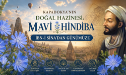 İbn-i Sina'nın "Şifa Bitkisi" Dediği Mavi Hindiba Nevşehir'de Yetişiyor