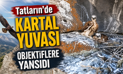 Nevşehir'de Kaya Kartalı Yavruları Görüntülendi