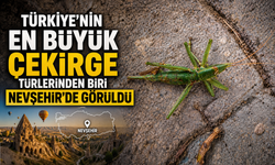 Nevşehir'de Nadir Rastlanan Saga Natoliae Görüldü