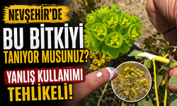 Nevşehir'de Her Yerde Karşımıza Çıkıyor! Sütleğen Otu