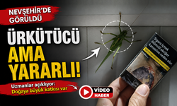 Nevşehir'de Görüldü: Sakın Öldürmeyin! Onlar Tarım Dostu